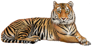 Tigr 300